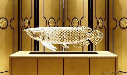 金龍魚地址在哪：金龍魚產品種有哪些
