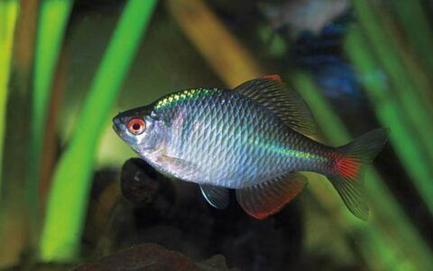 龍魚(yú)缸晚上關(guān)燈嗎好嗎：龍魚(yú)缸是否應(yīng)該在晚上關(guān)燈？