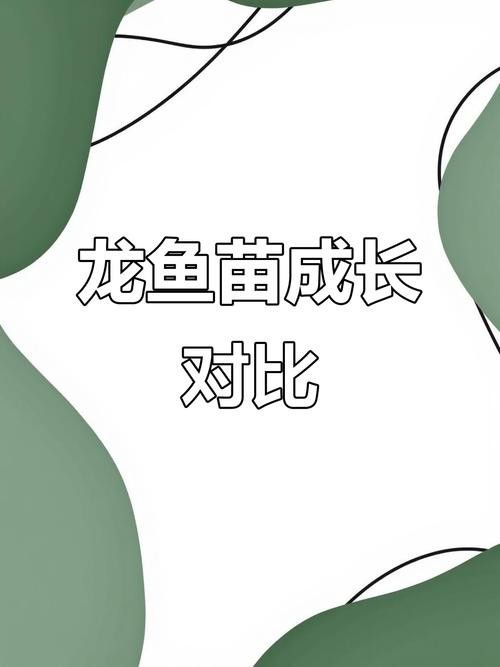 黃化金龍魚苗圖片