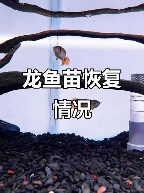 黃化金龍魚苗圖片