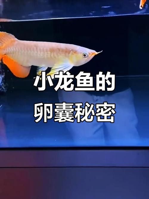 黃化金龍魚苗圖片