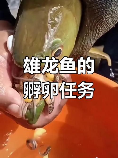 黃化金龍魚苗圖片