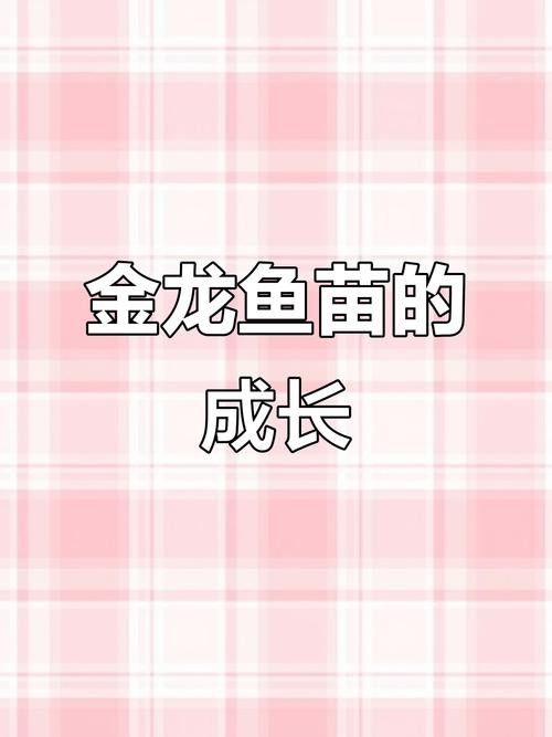 黃化金龍魚苗圖片