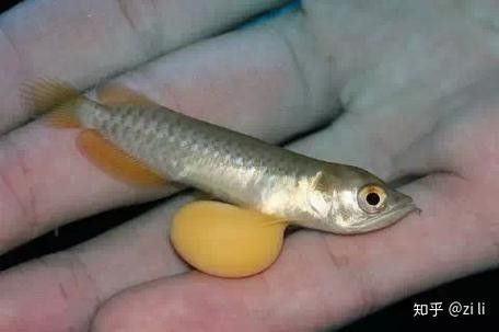 黃化金龍魚苗圖片