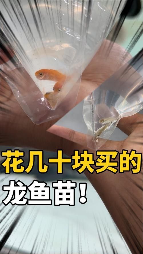 黃化金龍魚苗圖片