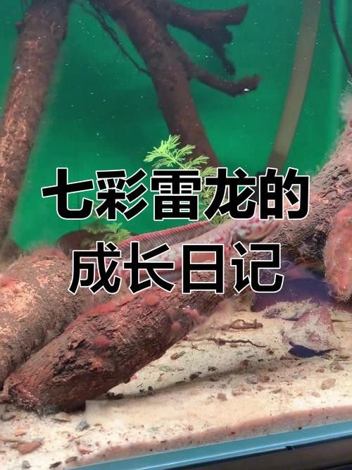 黃化金龍魚苗圖片