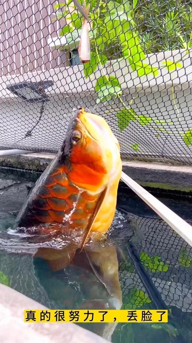 金龍魚是海魚還是河魚啊