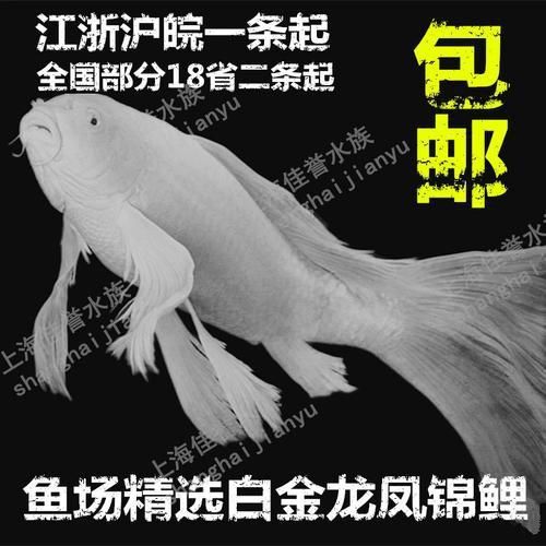 龍風魚圖片