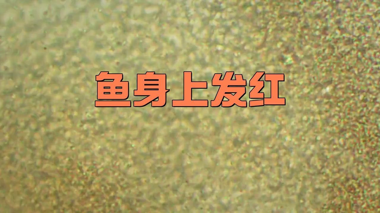 如何預(yù)防魚(yú)體紅色淤血的發(fā)生？