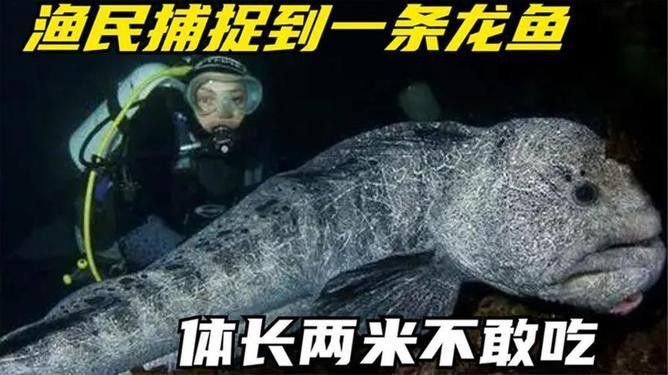 最大龍魚視頻在線觀看