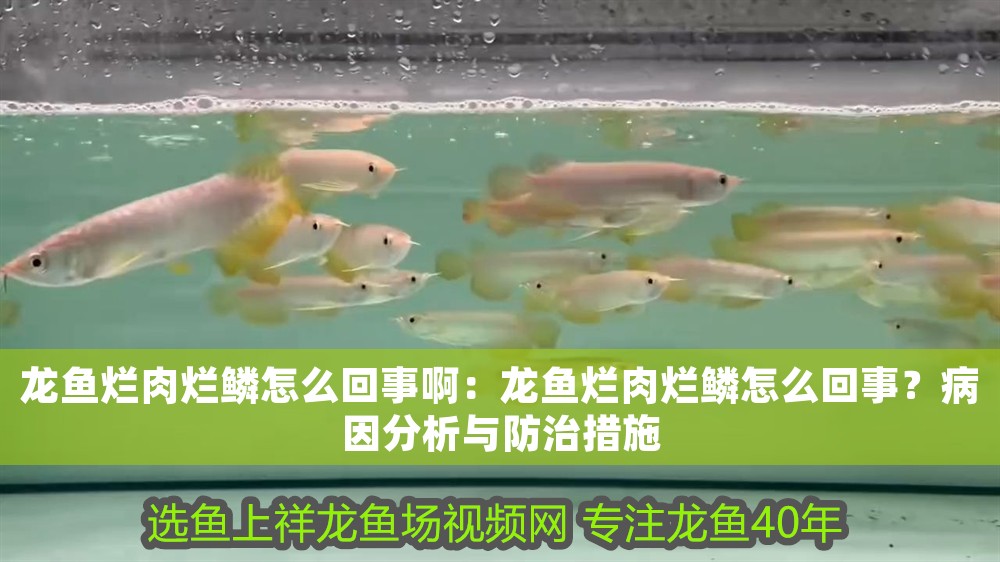 龍魚爛肉爛鱗怎么回事啊：龍魚爛肉爛鱗怎么回事？病因分析與防治措施