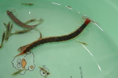 龍魚生長過程觀察日記怎么寫：如何撰寫龍魚生長過程觀察日記 龍魚生長過程觀察日記怎么寫：如何撰寫龍魚生長過程觀察日記 龍魚百科 第1張