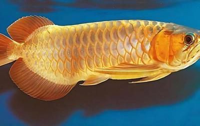 龍魚有幾個檔次（龍魚的檔次劃分） 龍魚有幾個檔次（龍魚的檔次劃分） 龍魚百科 第5張