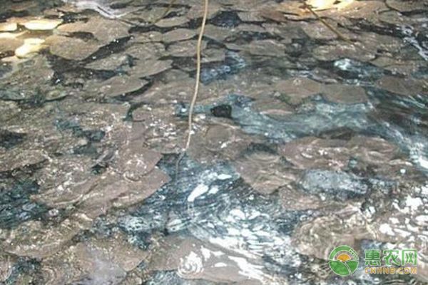 寶石魚混養(yǎng)疾病防控措施:寶石魚混養(yǎng)常見疾病預防 龍魚百科 第4張 寶石魚混養(yǎng)疾病防控措施:寶石魚混養(yǎng)常見疾病預防 寶石魚混養(yǎng)疾病防控措施:寶石魚混養(yǎng)常見疾病預防 龍魚百科 第4張