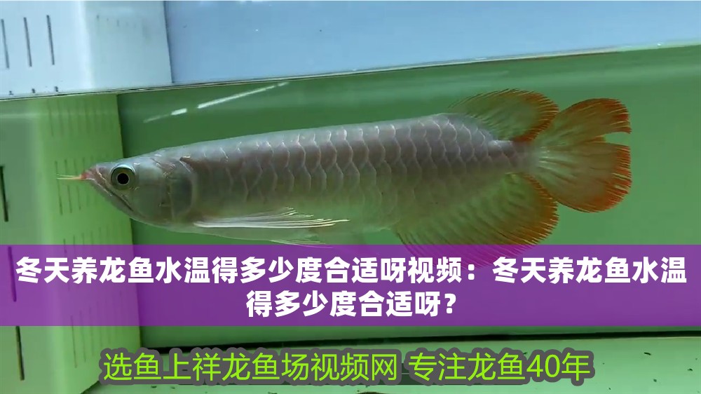 冬天養(yǎng)龍魚水溫得多少度合適呀視頻：冬天養(yǎng)龍魚水溫得多少度合適呀？
