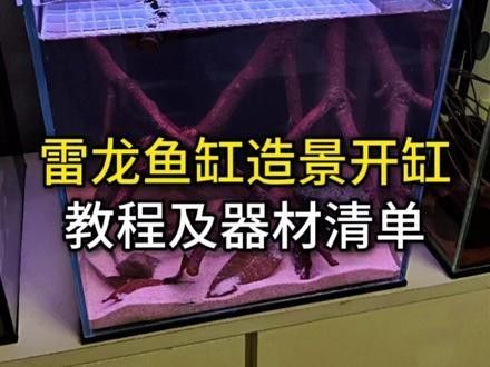 雷龍魚魚缸簡單好看造景圖片大全