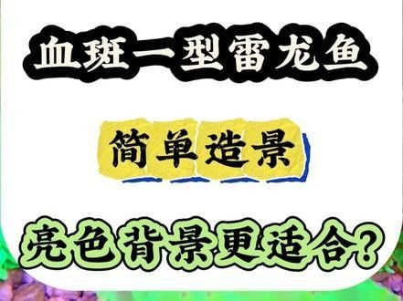 雷龍魚魚缸簡單好看造景圖片大全