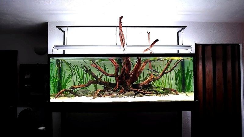 雷龍魚魚缸簡單好看造景圖片大全