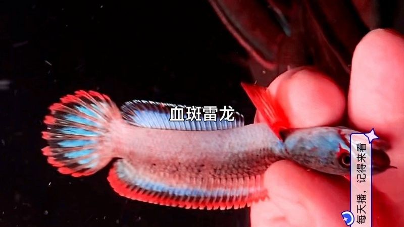 雷龍魚魚缸簡單好看造景圖片大全
