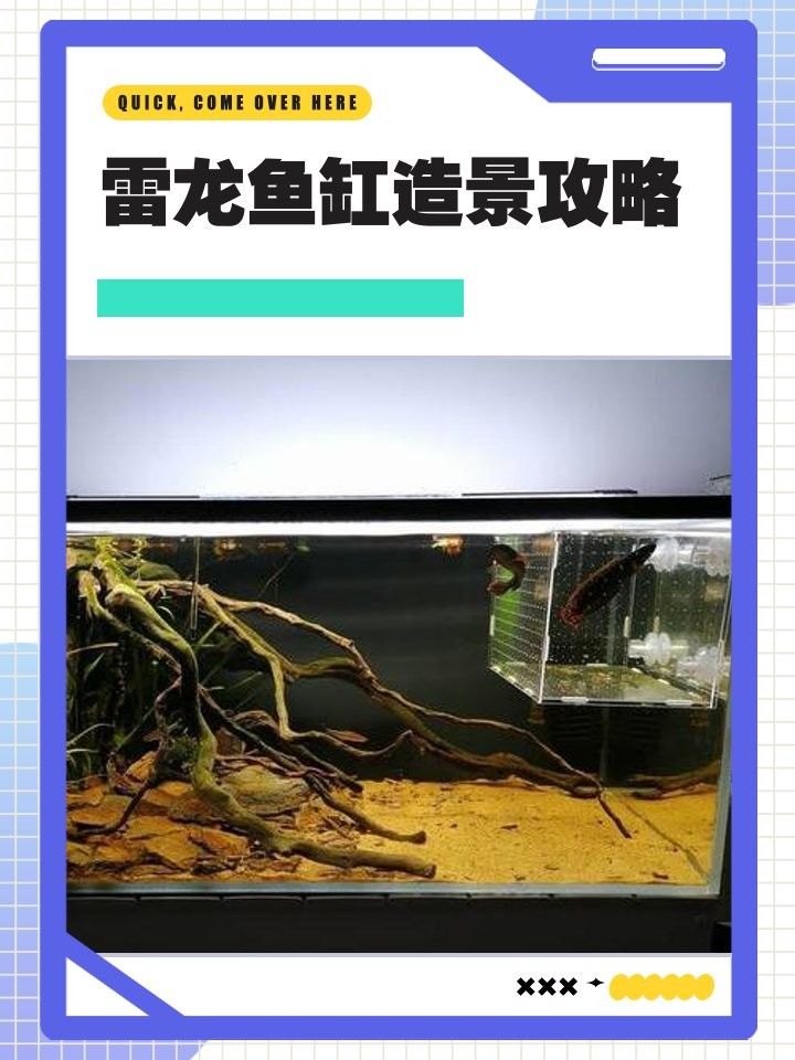 雷龍魚魚缸簡單好看造景圖片大全