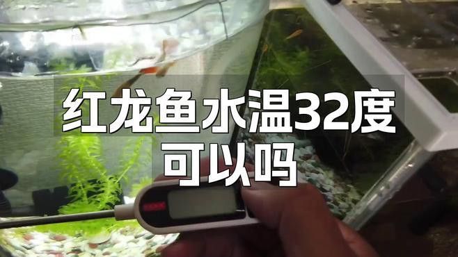 紅龍魚對新溫度有哪些反應？ 紅龍魚對新溫度有哪些反應？ 龍魚百科 第1張
