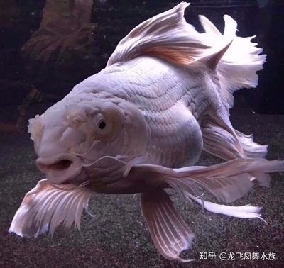 金龍魚和蝴蝶鯉混養視頻：金龍魚和蝴蝶鯉可以混養嗎