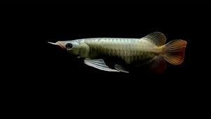 金龍魚和蝴蝶鯉混養視頻：金龍魚和蝴蝶鯉可以混養嗎