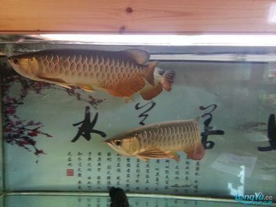 金龍魚適合和什么魚混養一起：金龍魚可以與多種中大型熱帶魚混養但需要注意以下幾點