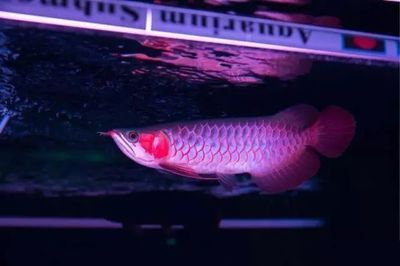 綠皮辣椒紅龍魚發色加速技巧：如何加速綠皮辣椒紅龍魚的發色