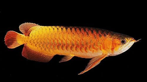 金龍魚的燈光顏色怎么調：金龍魚燈光顏色選擇指南金龍魚燈光顏色選擇指南 金龍魚的燈光顏色怎么調：金龍魚燈光顏色選擇指南金龍魚燈光顏色選擇指南 龍魚百科 第3張