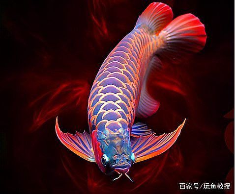 最貴紅金龍魚多少錢一條 最貴紅金龍魚多少錢一條 龍魚百科 第7張