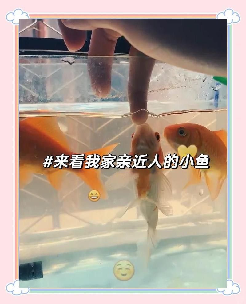 幼魚階段的小紅龍魚多久喂一次？