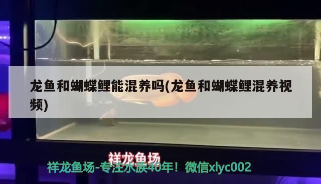 龍魚和蝴蝶鯉能一起養(yǎng)嗎：龍魚和蝴蝶鯉可以一起養(yǎng)