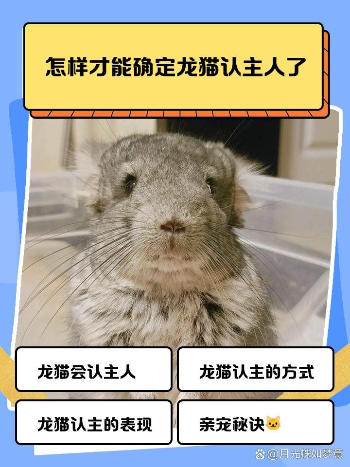 龍貓一夫一妻制有哪些行為表現