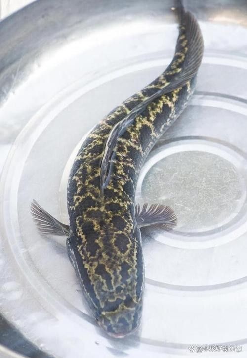 黑魚與金龍魚能混養嗎圖片大全