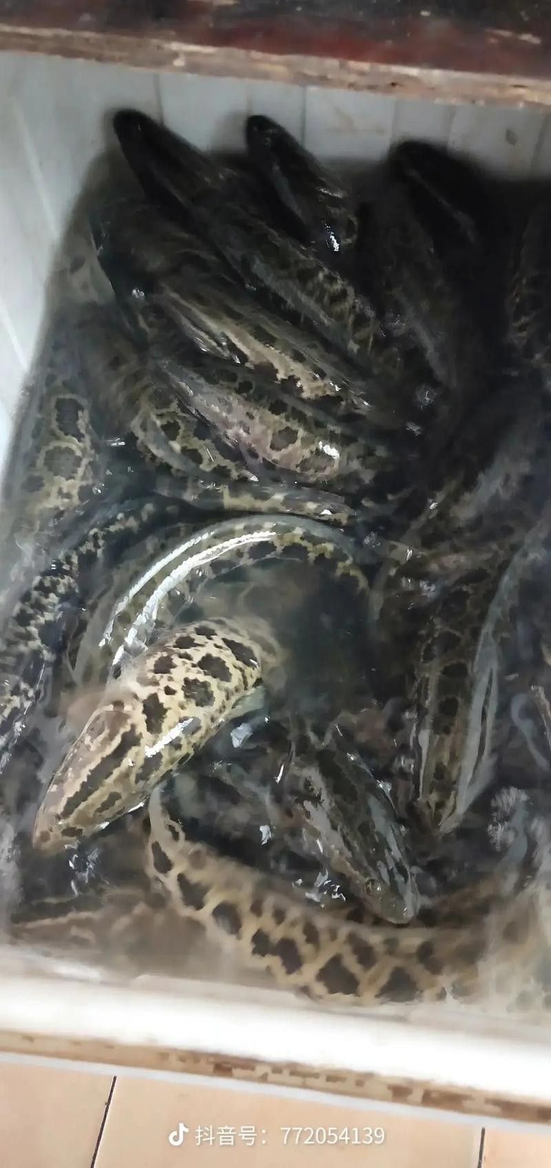 黑魚與金龍魚能混養嗎圖片大全