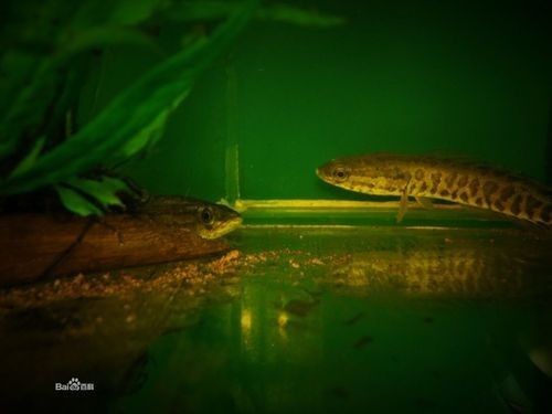 黑魚與金龍魚能混養嗎圖片大全