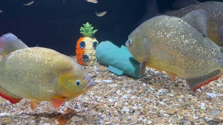 黑魚與金龍魚能混養嗎圖片大全