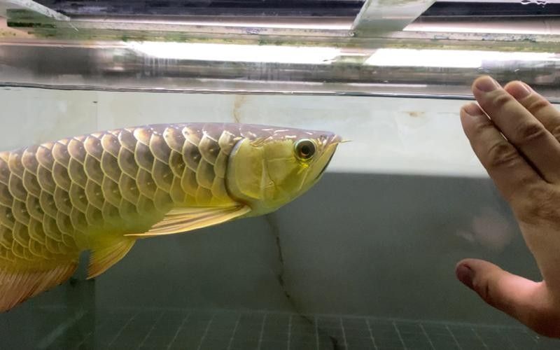 黑魚與金龍魚能混養嗎圖片大全