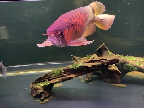 黑魚與金龍魚能混養嗎圖片大全