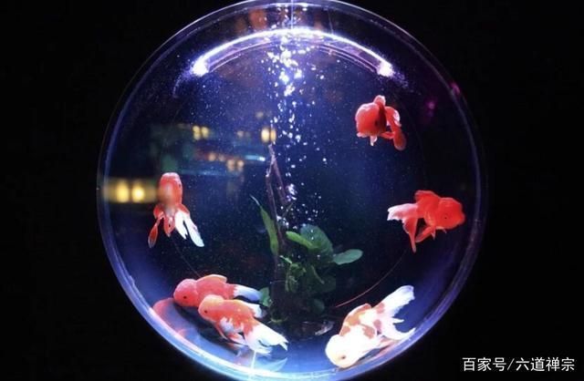 辦公室魚缸擺放什么位置最佳風水（辦公室魚缸擺放影響財運嗎）