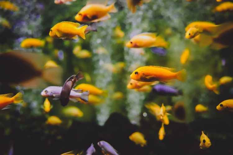 什么叫福龍魚的圖片大全集 什么叫福龍魚的圖片大全集 龍魚百科 第5張