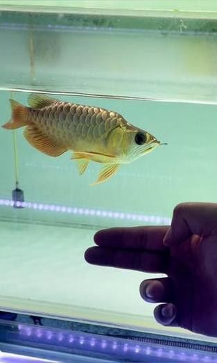 什么叫福龍魚的圖片大全集 什么叫福龍魚的圖片大全集 龍魚百科 第10張