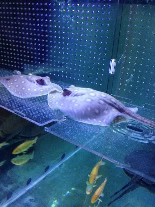 什么叫福龍魚的圖片大全集 什么叫福龍魚的圖片大全集 龍魚百科 第11張