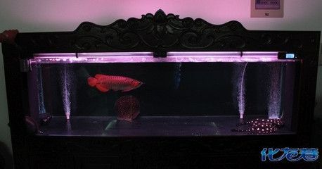 金龍魚用什么顏色的燈光最好養(yǎng)：金龍魚燈光的選擇