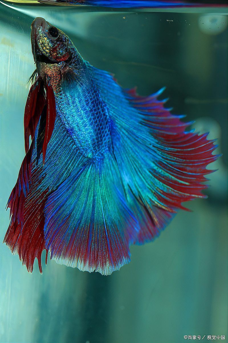 哪些藥物對紅龍魚有毒？ 哪些藥物對紅龍魚有毒？ 龍魚百科 第2張