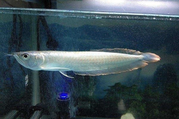 紅辣椒紅龍魚圖片高清大全（紅辣椒紅龍魚圖片高清大全集） 紅辣椒紅龍魚圖片高清大全（紅辣椒紅龍魚圖片高清大全集） 龍魚百科