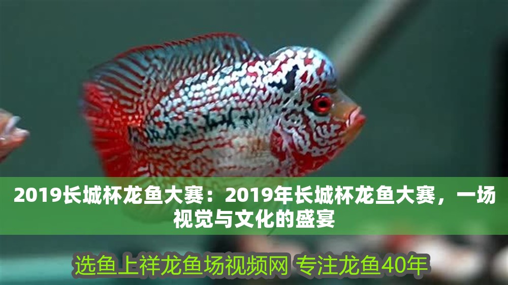 2019長(zhǎng)城杯龍魚(yú)大賽：2019年長(zhǎng)城杯龍魚(yú)大賽，一場(chǎng)視覺(jué)與文化的盛宴