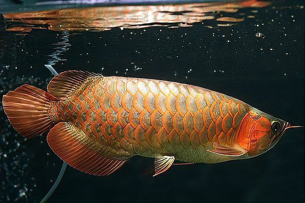 如何鑒別福龍魚是否染色？