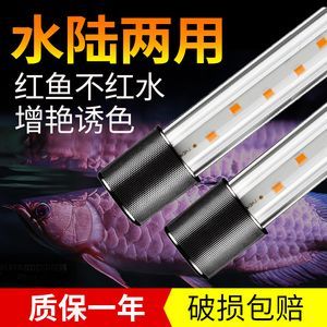 龍魚用led燈好嗎（led燈在養魚中的應用越來越廣泛，龍魚用led燈好嗎）